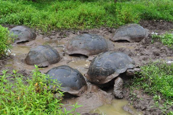 Grupo de tartarugas gigantes chafurda na lama na Ilha de Santa Cruz, em Galápagos